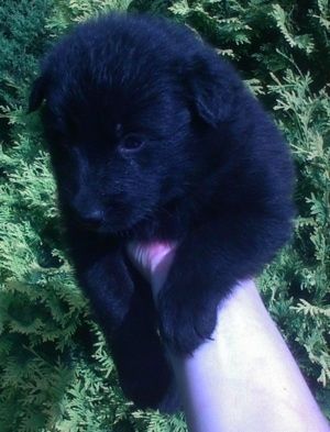 클로즈업-검은 자이언트 독일 스피츠 강아지가 사람의 손에 의해 공중에 잡혀 있습니다.
