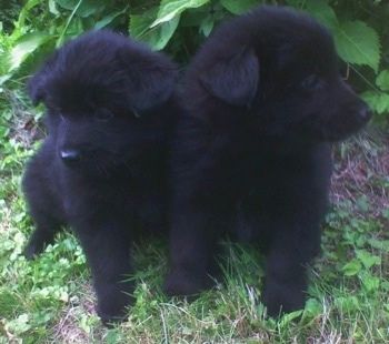 Dois filhotes pretos fofinhos do gigante Spitz alemão estão sentados um ao lado do outro na frente de um arbusto. O da direita está olhando para a direita. O cachorro à esquerda está olhando para baixo e para a esquerda
