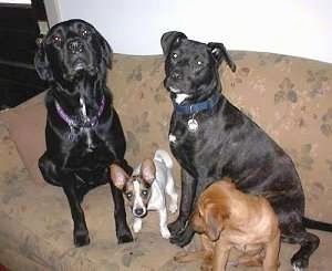 एक भूरे रंग के सोफे पर चार कुत्ते।
