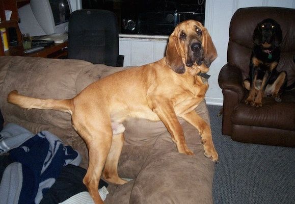 Kilatkan Bloodhound yang sedang berbaring di sofa