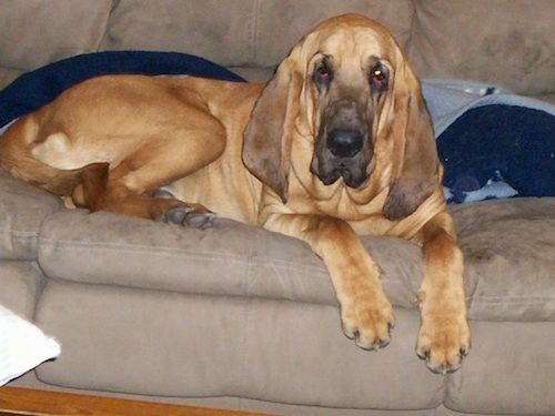 Kilat Bloodhound yang berbaring di atas katil