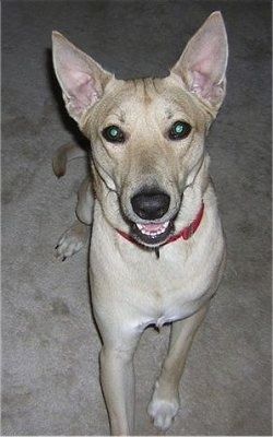 Marlowe, der Carolina-Hund, trägt ein rotes Halsband und sitzt mit offenem Mund auf einem Teppich