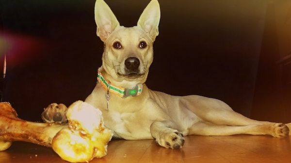 En solbrun, stor perk-eared hund lægger sig på et trægulv med sin forpote på en kæmpe hundeben.