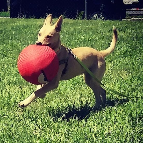 Handlingsskud - En solbrun, stor perk-eared hund løber over græsset med en stor rød undvigelsesbold i munden.