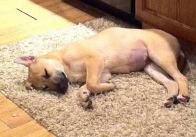 Een kleine bruine Carolina Dog als puppy slaapt op zijn zij op een donzig kleed