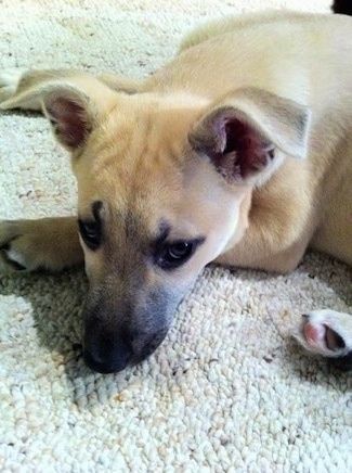 Close Up - Sage the Carolina Dog khi một con chó con đang nằm trên một tấm thảm