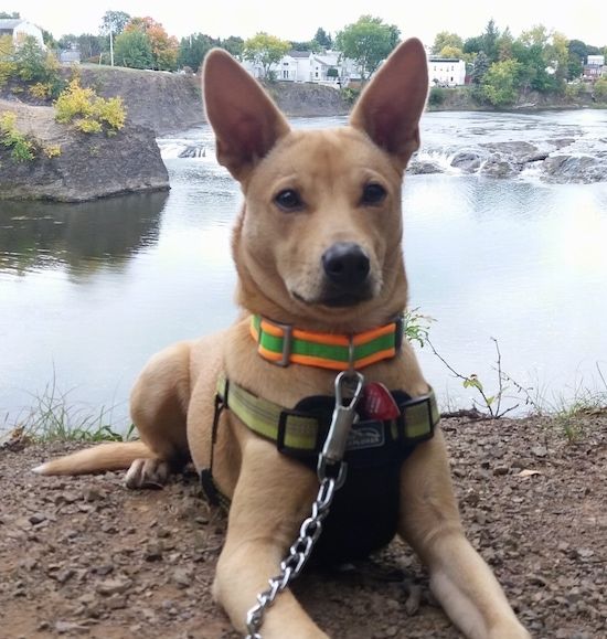 Een bruine, grote hond met grote oren die voor een watermassa ligt met daarachter bewegende stroomversnellingen en huizen in de verte langs het water.