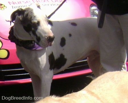 Valge, must ja hall arlekiin dogi seisab roosa sõiduki ees, mis ütleb