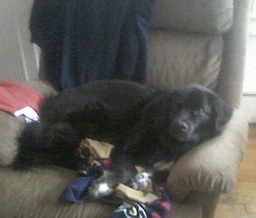 Un gos revestit de gruix negre molt gran que posa sobre un reclinable marró marró a sobre d’un munt de roba.