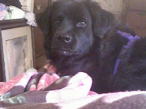מבט מהצד הקדמי של כלב שחור גדול עם שיער עבה וארוך, לוע אגרוף עם אף שחור גדול ואוזניים שתלויים לצדדים עם רתמה סגולה המונחת על מיטה.