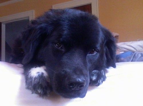 Голямо черно куче с дебела лъскава козина и бяло на предните лапи с глава над ръба на човек