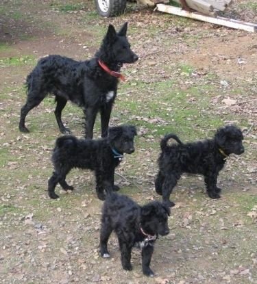 Seorang dewasa berwarna hitam dengan Mudi putih dan 3 ekor anak anjing berdiri di rumput dan melihat ke kanan.
