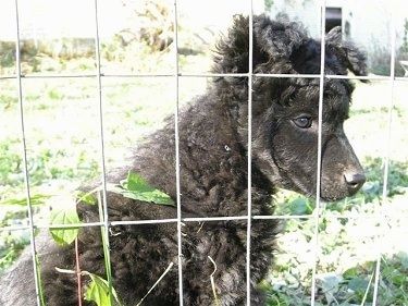 Črni psiček Mudi, oblečen v kodrasto prevleko, sedi v travi pred žično ograjo in gleda.