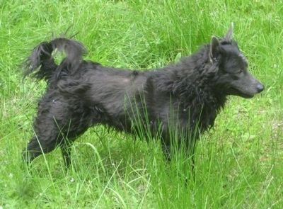 Perfil correcte: un Mudi negre està alerta sobre herba alta.