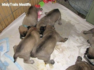 Nærbillede - Fire hvalpe spiser ude af et mini-madtrug