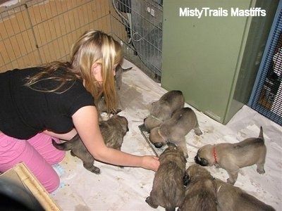 Gadis masuk di tengah-tengah anak anjing yang memakan palung makanan mini