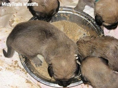 Nærbillede - Fire hvalpe spiser ud af hundeskålen og en hvalp inde i skålen gør et rod