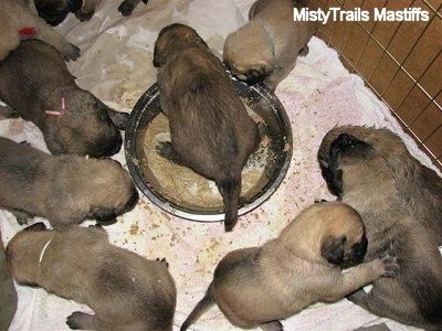 Триседмични кученца получават първото си хранене с каша