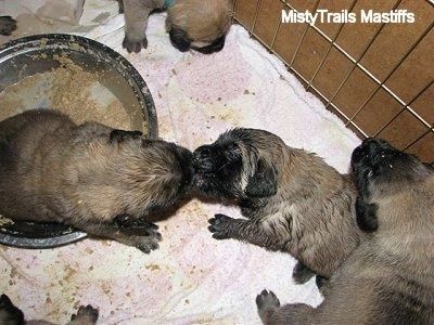 I cuccioli continuano a entrare nella ciotola della poltiglia tutti bagnati facendo un gran casino