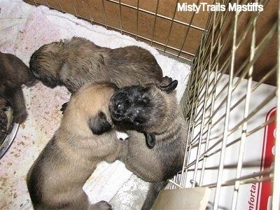Primo piano - Tre cuccioli seduti contro la gabbia