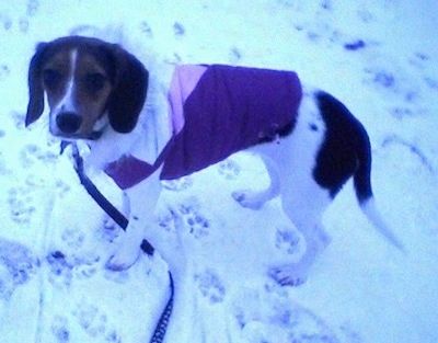 Vasakul pool valget ja musta pruuni kuninganna Elizabeth Pocket Beagle, kes kannab lumes seisvat vesti ja vaatab üles.