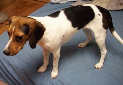 Valge, musta ja pruuni kuninganna Elizabeth Pocket Beagle