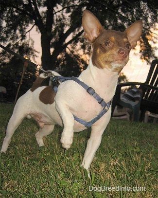 Parempoolne valge ja pruun Chihuahua esikülg, mis seisab murul, käpp õhus ja vaatab paremale.