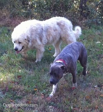 Два покорна пса шетају главе и репова ниско по пољу траве