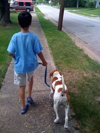 Įdegusio ir balto šuns nugara eina gatve su berniuku mėlynais marškiniais.