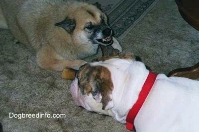 ایک ٹین کتا قالین پر ہڈی کے ساتھ بچھڑا ہوا ہے اور اس کے دانت دکھاتے ہوئے دوسرے کتے کو چل رہا ہے