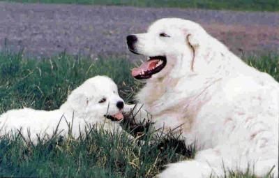 Dua anjing bersalut tebal, seorang dewasa dan seekor anak anjing - Seorang tan Slovensky Cuvac sedang berbaring di rumput di sebelah anak anjing Slovensky Cuvac. Kedua-dua mulut itu terbuka dan nampaknya mereka berdua tersenyum.