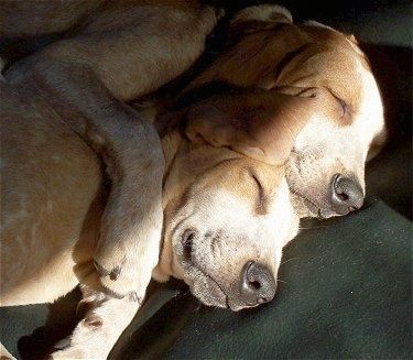 Щенки английского кунхаунда Лилли и Молли Красный клещ спят на диване, прижавшись друг к другу.
