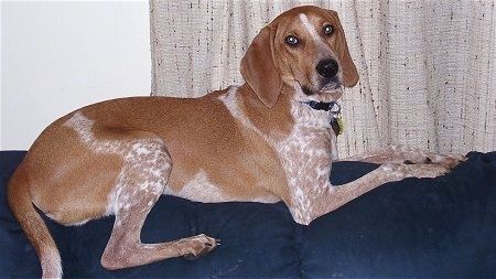 Коричнево-белый английский енотовидный пес Коди лежит на спинке дивана перед окном.