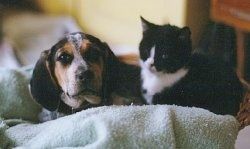 Крупный план - Ханна, черный, подпалый, серый и белый тикированный английский кунхаунд, щенок лежит на полотенце с черно-белым котенком.