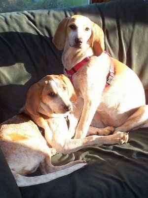 Lillie in Mollie the Red tick psički angleškega Coonhounda ležijo in sedijo na kavču z zeleno odejo nad njim