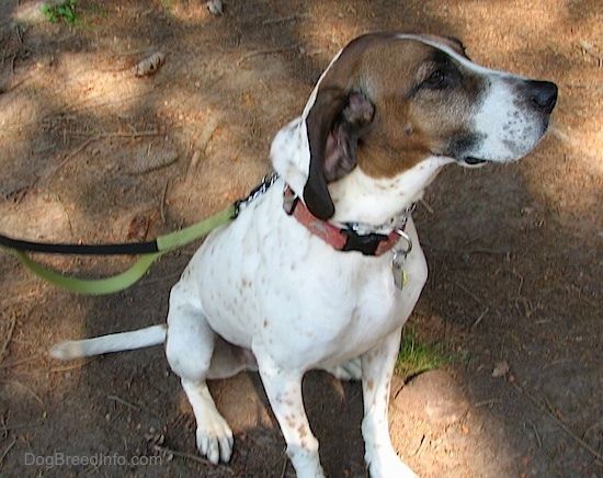 Buck, ameriški angleški coonhound, sedi zunaj v umazaniji in gleda v desno