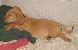 एक टैन बैसेट हाउंड / लैब्राडोर रिट्रीवर के बाईं ओर एक पिल्ला जो एक सोफे पर और एक गुलाबी तकिया और हरे रंग के कंबल के ऊपर सो रहा है मिक्स।