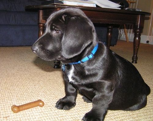 एक काले बैसडोर पिल्ला के बाईं ओर जो कुत्ते की हड्डी के सामने एक कालीन पर बैठा है