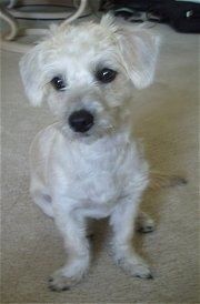 Addi, a cachorrinha Cairnoodle, com seu corte de cabelo, está sentada em um tapete e olhando para a esquerda