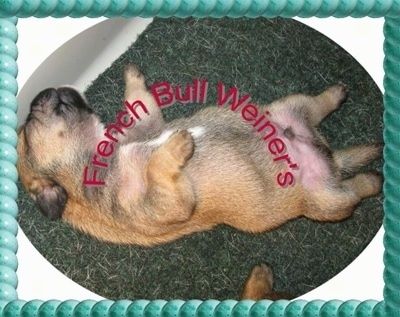 Opalenizna z czarnym francuskim szczeniakiem Bull Weinera śpi na plecach brzuchem do góry na dywaniku. Słowa - francuski Bull Weiner