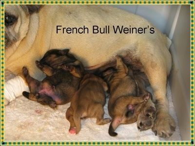 Rdeča barva s mladiči francoskega Bull Weinerja leži pod njihovo rjavo črno materjo iz Francije. Besede - francoski bik Weiner