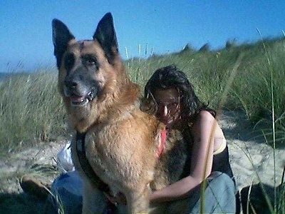 एक बहुत बड़ा काला और टैन जर्मन शेफर्ड एक लंबी घास के बीच रेत पर बैठा है, जिसमें एक महिला कुत्ते की पीठ सहला रही है