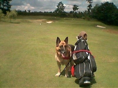 एक ब्लैक और टैन जर्मन शेफर्ड गोल्फ कोर्स पर एक गोल्फ बैग के बगल में खड़ा है