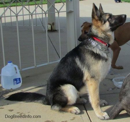 एक काले और तन जर्मन शेफर्ड बैठे और ऊपर और बाईं ओर देख रहे हैं। इसके पीछे एक भूरे रंग का कुत्ता, उसके सामने एक ग्रे कुत्ता और उसकी पूंछ के पास एक प्लास्टिक का जग है।