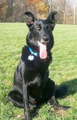 Svaiginantis, blizgančiu danga juodas vokiečių aviganių / juodųjų labradorų veislės šuo dėvi mėlyną antkaklį, sėdintį žolėje. Jo burna yra atvira, o ilgas liežuvis nėra.