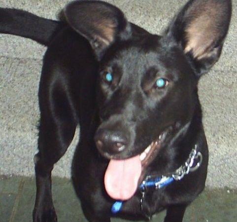 Pogled od spredaj na velikega črnega psa z dolgim ​​gobcem in dvignjenimi ušesi, širokimi očmi in črnim nosom z razvidnim jezikom. Pes ima dolg rep in ima modro ovratnico z verižnimi členi.