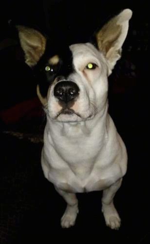 Lühikese jalaga, lihaseline valge koer, poolmust ja punakaspruuni näoga, suure musta nina ja suurte torkivate kõrvadega