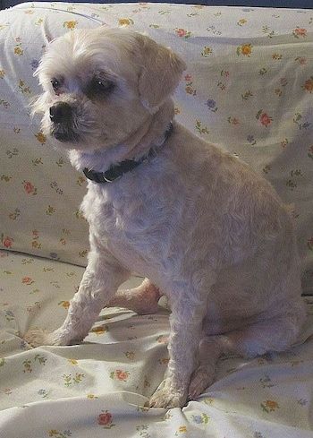 Obrit, valovito prevlečen svetlo rjav pes Peke-A-Poo sedi na kavču, ki je pokrit z belo rjuho in ima na levi malo oranžnih cvetov. Ima podgriz.