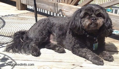 Pogled s strani - obrit črn pes Peek-A-Poo leži na leseni palubi in gleda navzgor in naprej. Na ušesih in repu ima daljše lase.