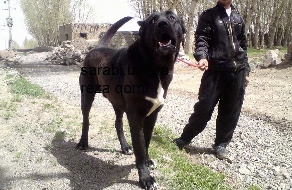Vooraanzicht - Een lange, enorme, zwart met witte Perzische Sarabi-hond loopt over fragmentarisch gras en ernaast is een persoon die zijn riem vasthoudt. De mond van de hond is open en kijkt naar links en omhoog. De woorden - sarabi bomu reza qomi - zijn over elkaar heen gelegd.